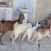 کهره نزار ونری شهری موجود