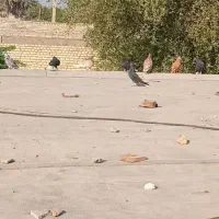 کبوتر دمسفید
