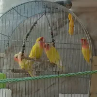 طوطی برزیلی صورت هلویی|پرنده|شیراز, شهرک کوشکک|دیوار
