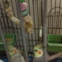 عروس هلندی نر و ماده