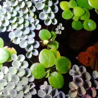 گیاه رو ابی کمیاب