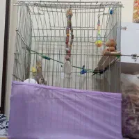 عروس هلندی
