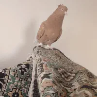 دم سفید|پرنده|اسفراین, |دیوار