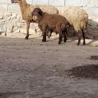 باسلام دوعددگوسفندبابره نراون یکی هم قوچ خورده