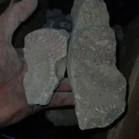 تعداد زیادی فسیل آمونیت