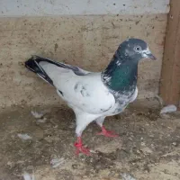 کفتر|پرنده|فومن, |دیوار