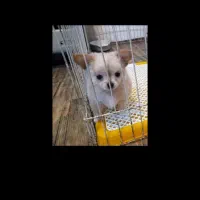 شیواوا جیبی شیهواهوا چیواوا شی واوا فنجونی سایزصفر