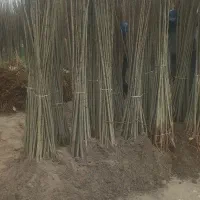 فروش ارقام صنوبر