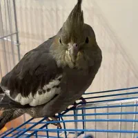 عروس هلندی گم شده|حیوانات|امیدیه, |دیوار