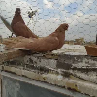 کفتر زرد کشیده ۴۰ سانتی