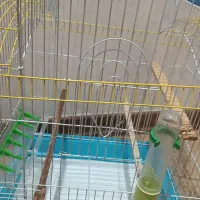قفس