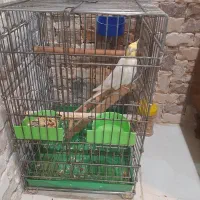 عروس هلندی نر