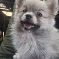 توله ناز|سگ|بندرعباس, |دیوار