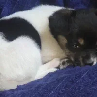 سگ.|سگ|بم, |دیوار