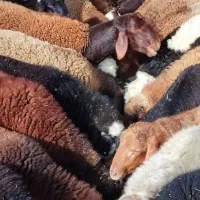 فروش گوسفند زنده نر با ذبح رایگان بدون کرایه تبریز|حیوانات مزرعه|تبریز, |دیوار