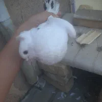 کفتر|پرنده|قم, باغ شریفی|دیوار