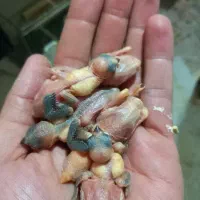 جوجه فنچ نرگسی