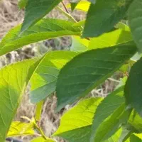 باغ 1500متری،معاوضه با خودرو|فروش زمین و ملک کلنگی|کارزان, |دیوار