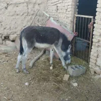 خر.|حیوانات مزرعه|خمین, |دیوار