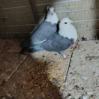 دو جفت به فروش میرسد