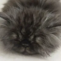 واگذاری گربه پرشین 4 ماهه