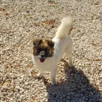 سگ دو رگه یک نژاد مادرش شیتزو و پدرش دو رگه بوده