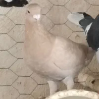 کبوتر|پرنده|نیریز, |دیوار