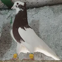 کبوتررنگی پرنده|پرنده|بوئین زهرا, |دیوار