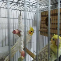 دو جفت عروس هلندی مولد|پرنده|مشکین‌دشت, |دیوار