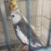 عروس هلندی جفت وایت ایزابلا