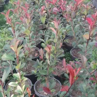 فروش فتونیا|خدمات باغبانی و درختکاری|خرمآباد (تنکابن), |دیوار