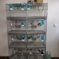 سالن تکثیر فنچ گلدین