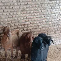 گوسفند بره داره