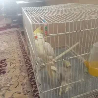 عروس هلندی باقفس
