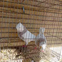 طوقی همه رنگ|پرنده|پیر بکران, |دیوار