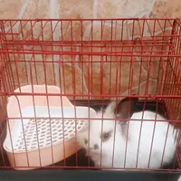 خرگوش لوپ