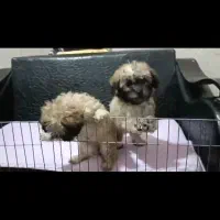 پودل و رفیقاش 2ماهه|سگ|هشتگرد, فاز ۲ مهستان|دیوار