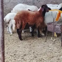 بره قوچ همو،بره ماده هترو