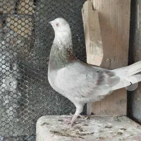 15عدد کفتر همه پرشی ساعتی اینا عکس 5تاشونه|پرنده|خانمیرزا, |دیوار