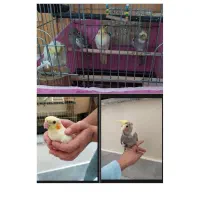 ۴عدد عروس هلندی جفت نرماده دستی