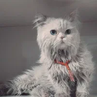 گربه ی اصل پرشین نر