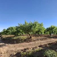 فروش باغ بادام