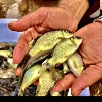 ماهیگیری طعمه اردک ماهی .سوف .کَپور