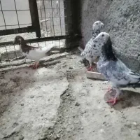 3 تا ماده کارخانه کارداده