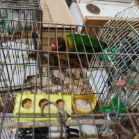 طوطی برزیلی