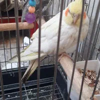 عروس هلندی ۲تا ماده|پرنده|ری, عباس‌آباد|دیوار