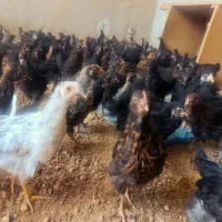 جوجه 3ماهه