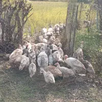 فروش بوقلمون و اردک اسرائیلی|حیوانات مزرعه|لیسار, |دیوار