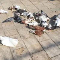 فروش کبوتر