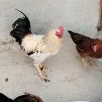 خروس|حیوانات مزرعه|کنگاور, |دیوار